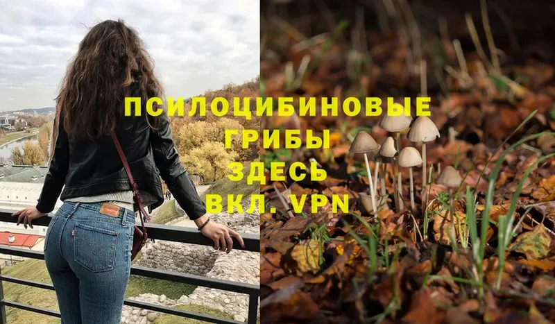 Псилоцибиновые грибы Psilocybe Краснозаводск